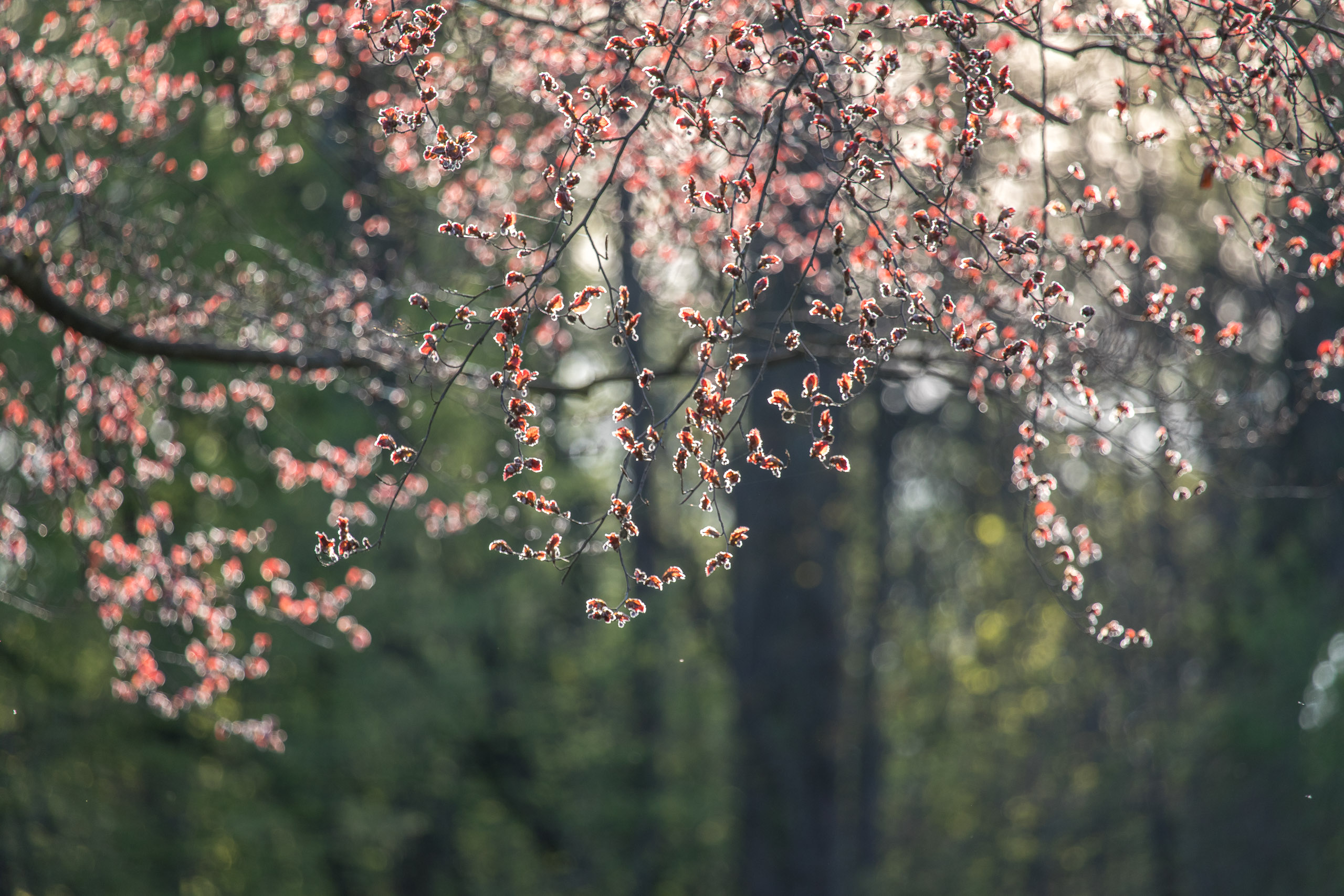 20180414185959 RD4 0686